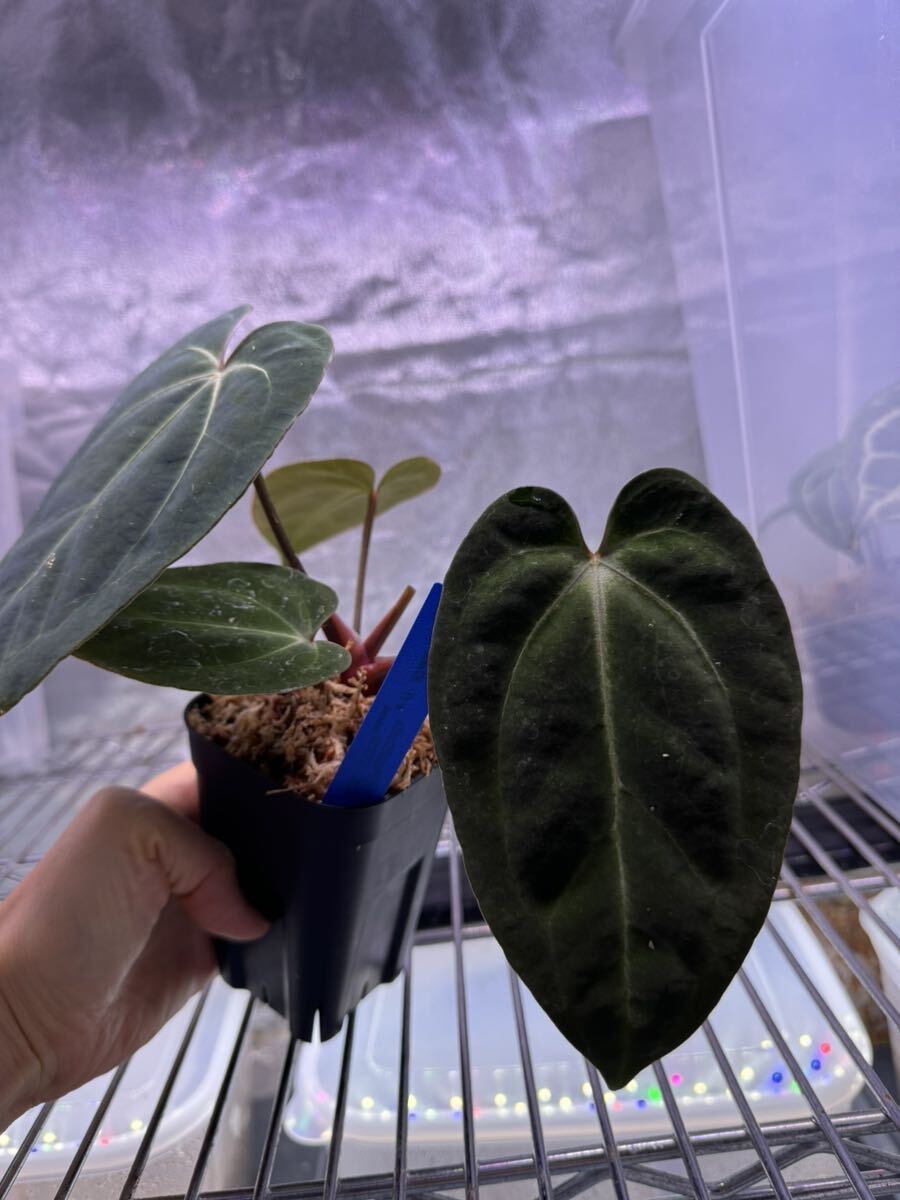 Yahoo!オークション - 【Anthuroom】(select)Anthurium Black Yahoo!オークション - 【Anthuroom】(select)Anthurium Black