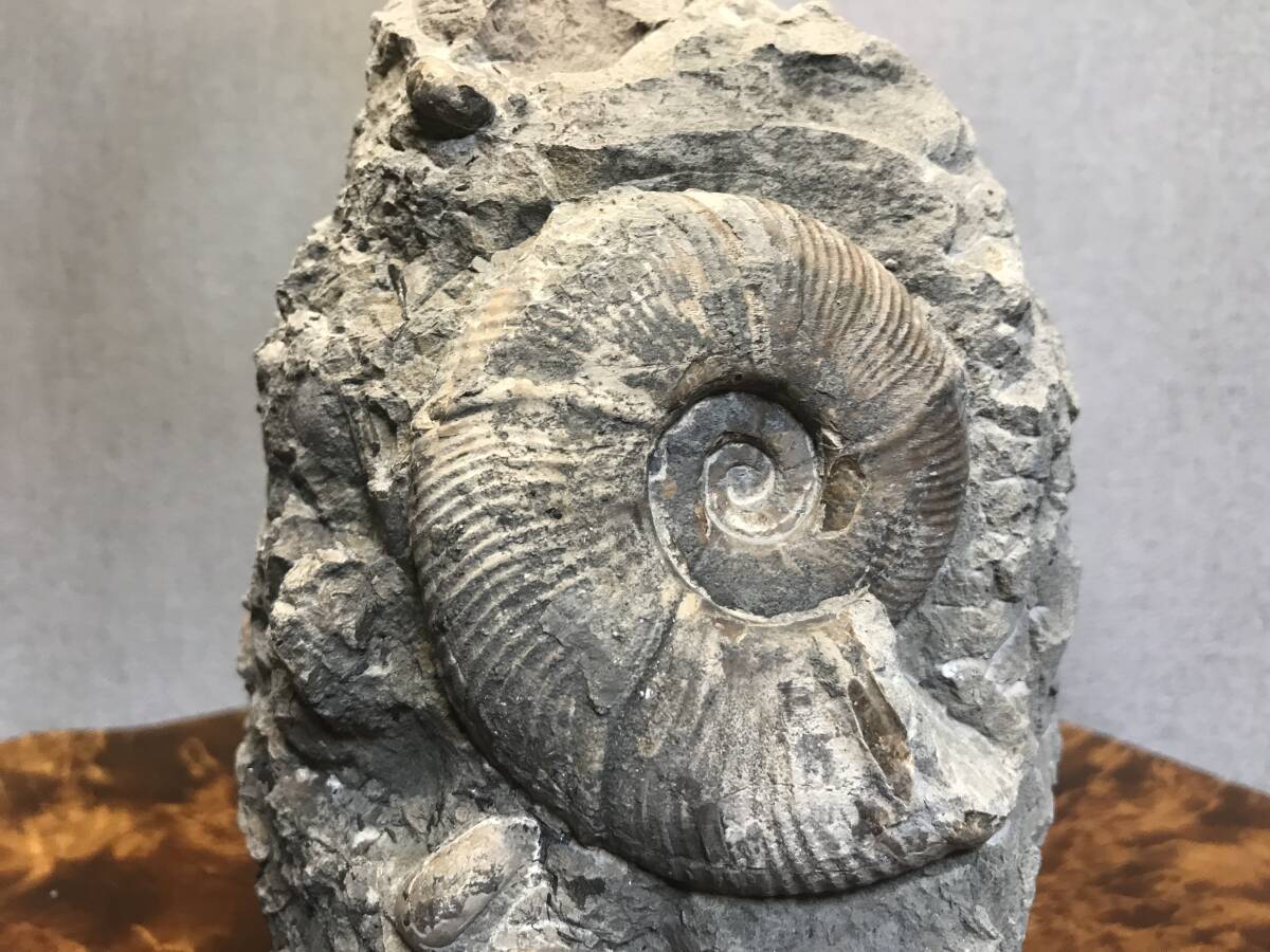 北海道 アンモナイト群生 化石 小平町達布 標本 鑑賞石 の画像1