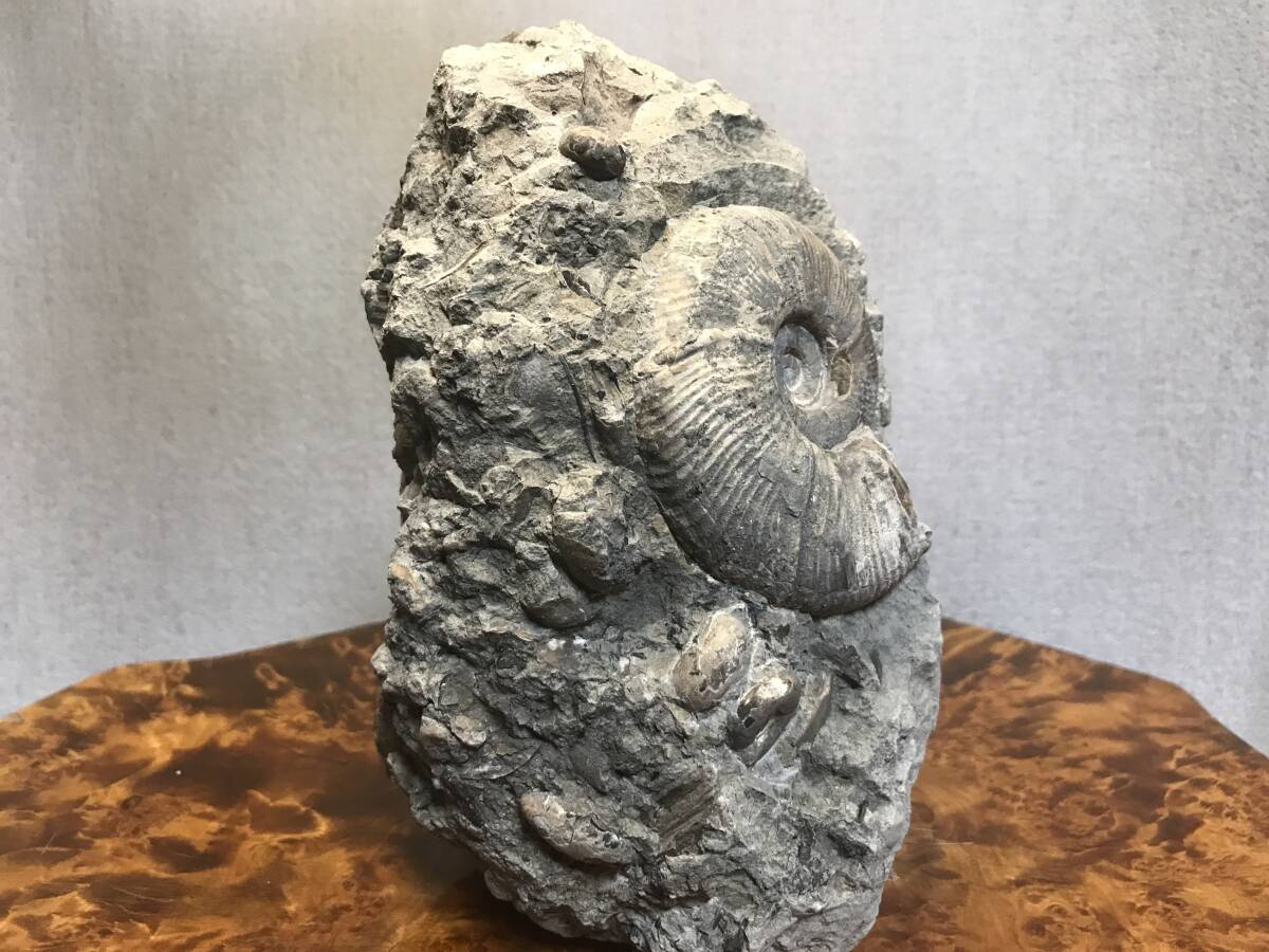北海道 アンモナイト群生 化石 小平町達布 標本 鑑賞石 の画像2