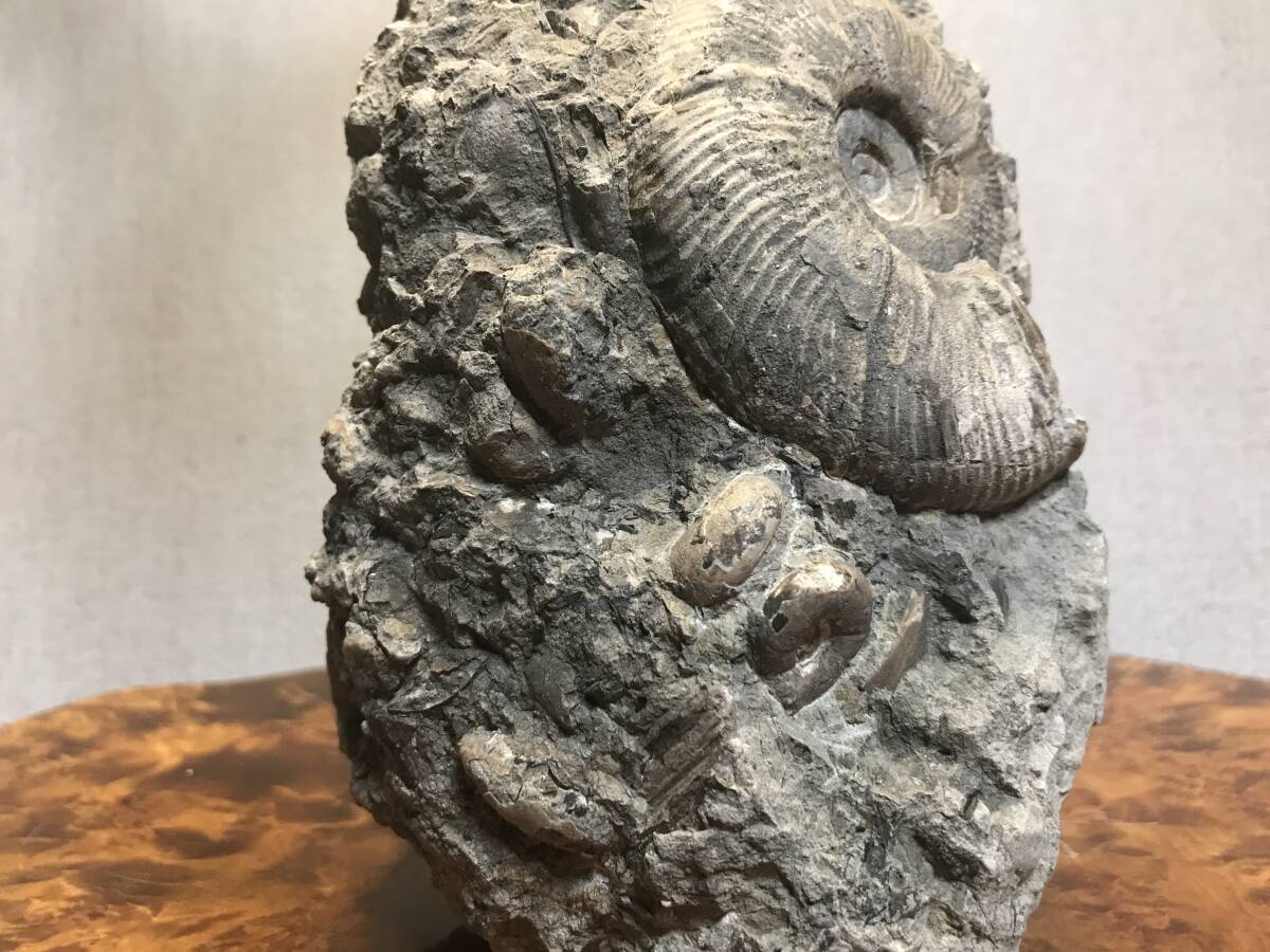 北海道 アンモナイト群生 化石 小平町達布 標本 鑑賞石 の画像4