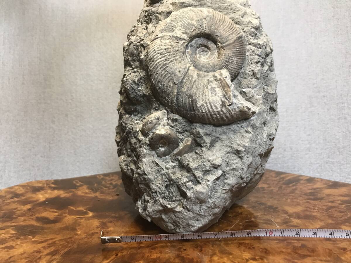 北海道 アンモナイト群生 化石 小平町達布 標本 鑑賞石 の画像5