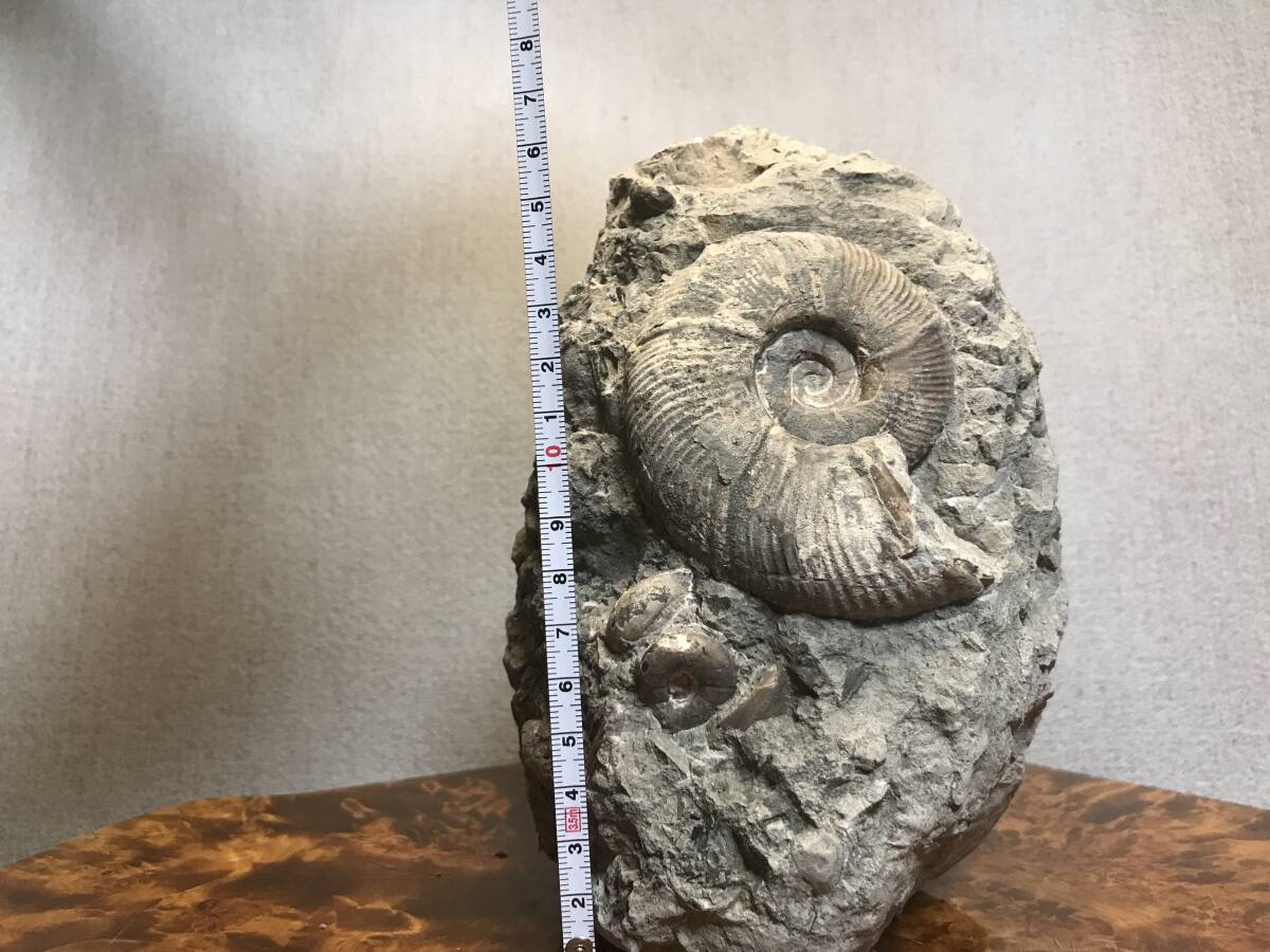 北海道 アンモナイト群生 化石 小平町達布 標本 鑑賞石 の画像6