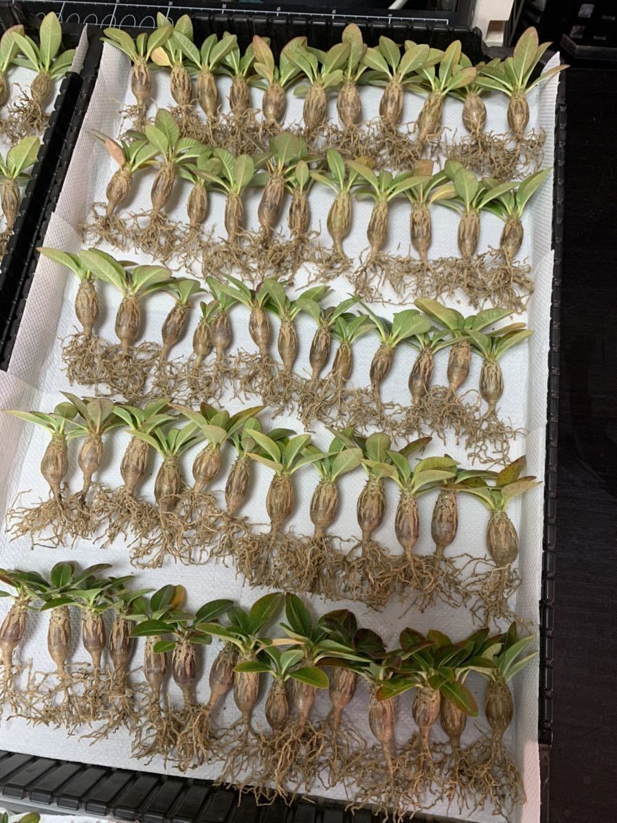 [新鮮種子]パキポディウム・ウィンゾリー 5粒の画像9