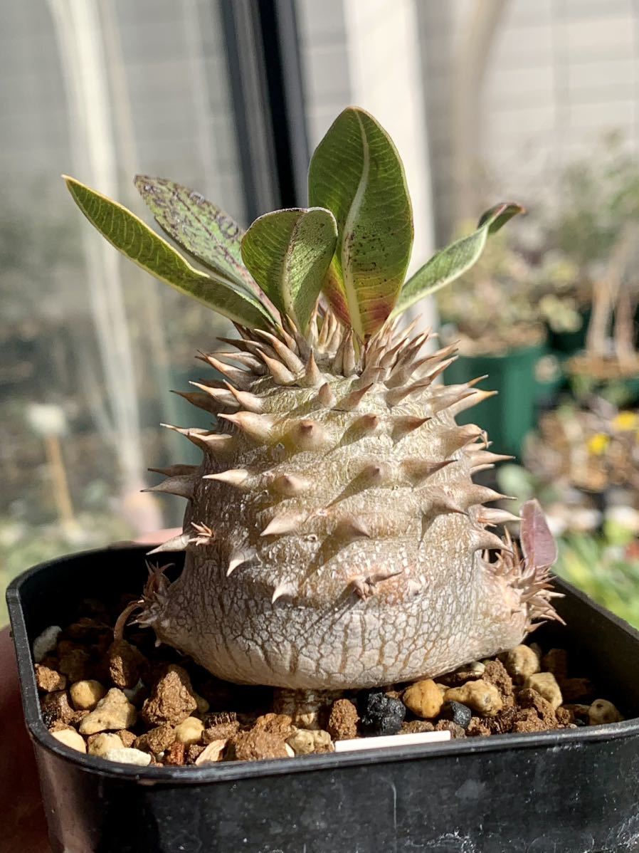 [新鮮種子]パキポディウム・デンシフロラム “シバの女王の玉櫛” 5粒の画像5
