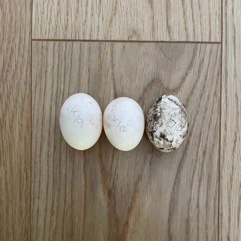 セラマ 有精卵 食用無洗卵 3個の画像10