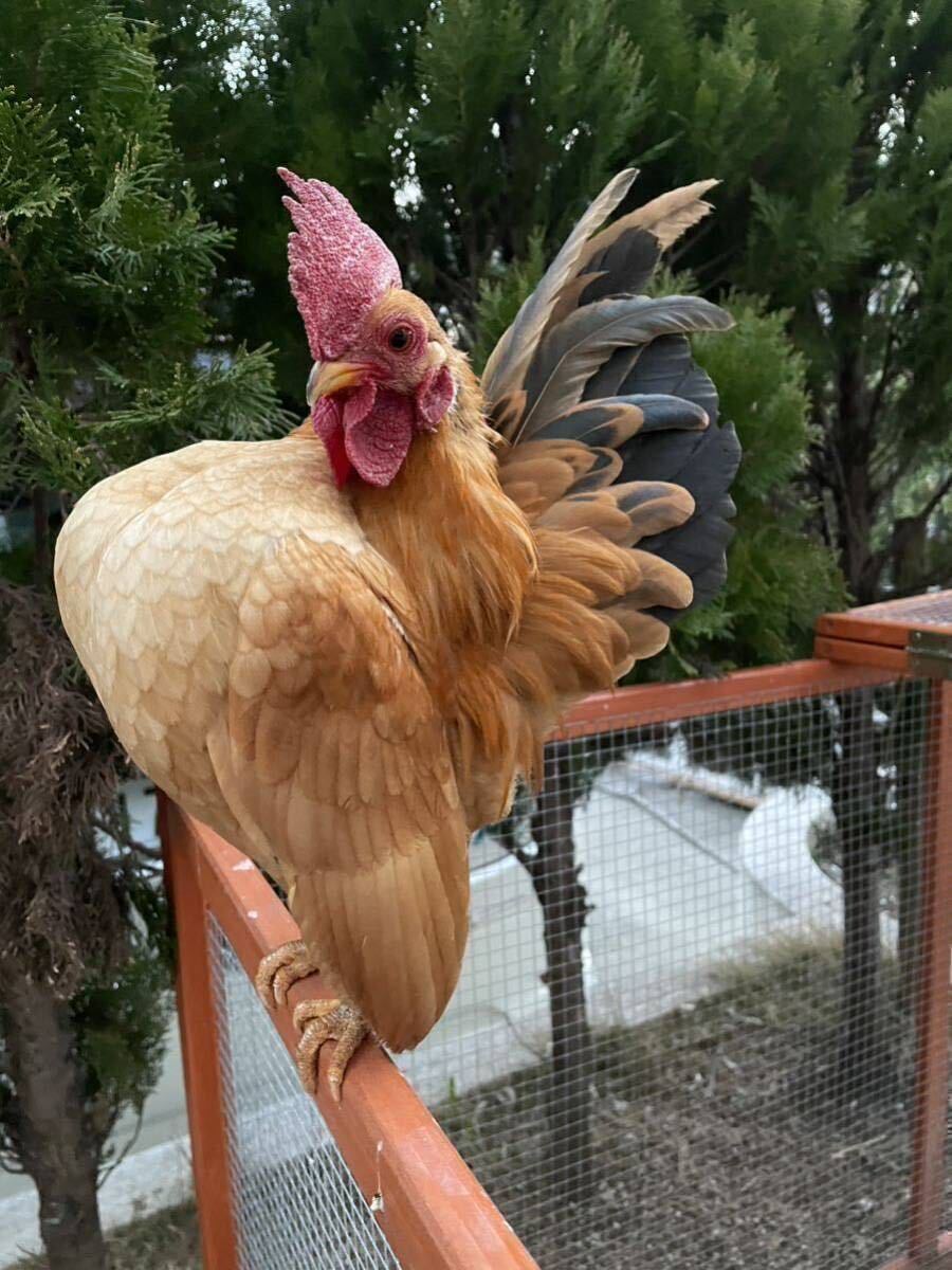 セラマ 有精卵 食用無洗卵 3個_画像2