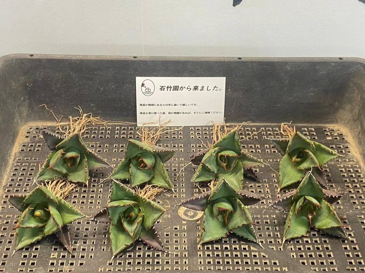 H-9【石竹園】 特選 アガベ 多肉植物 チタノタ ハデス Hades 強棘 極上株 8株 _画像2