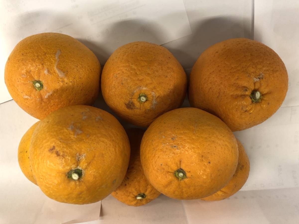約10ｋｇ 清見オレンジ（タンゴール）（家庭用） サイズ混合 1円スタート 愛媛産.の画像2