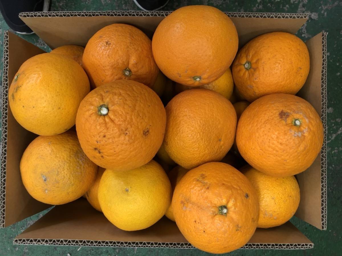約10ｋｇ 清見オレンジ（タンゴール）（家庭用） サイズ混合 1円スタート 愛媛産の画像1