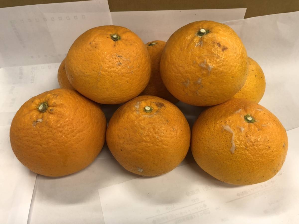 約10ｋｇ 清見オレンジ（タンゴール）（家庭用）　サイズ混合　1円スタート　愛媛産_画像3
