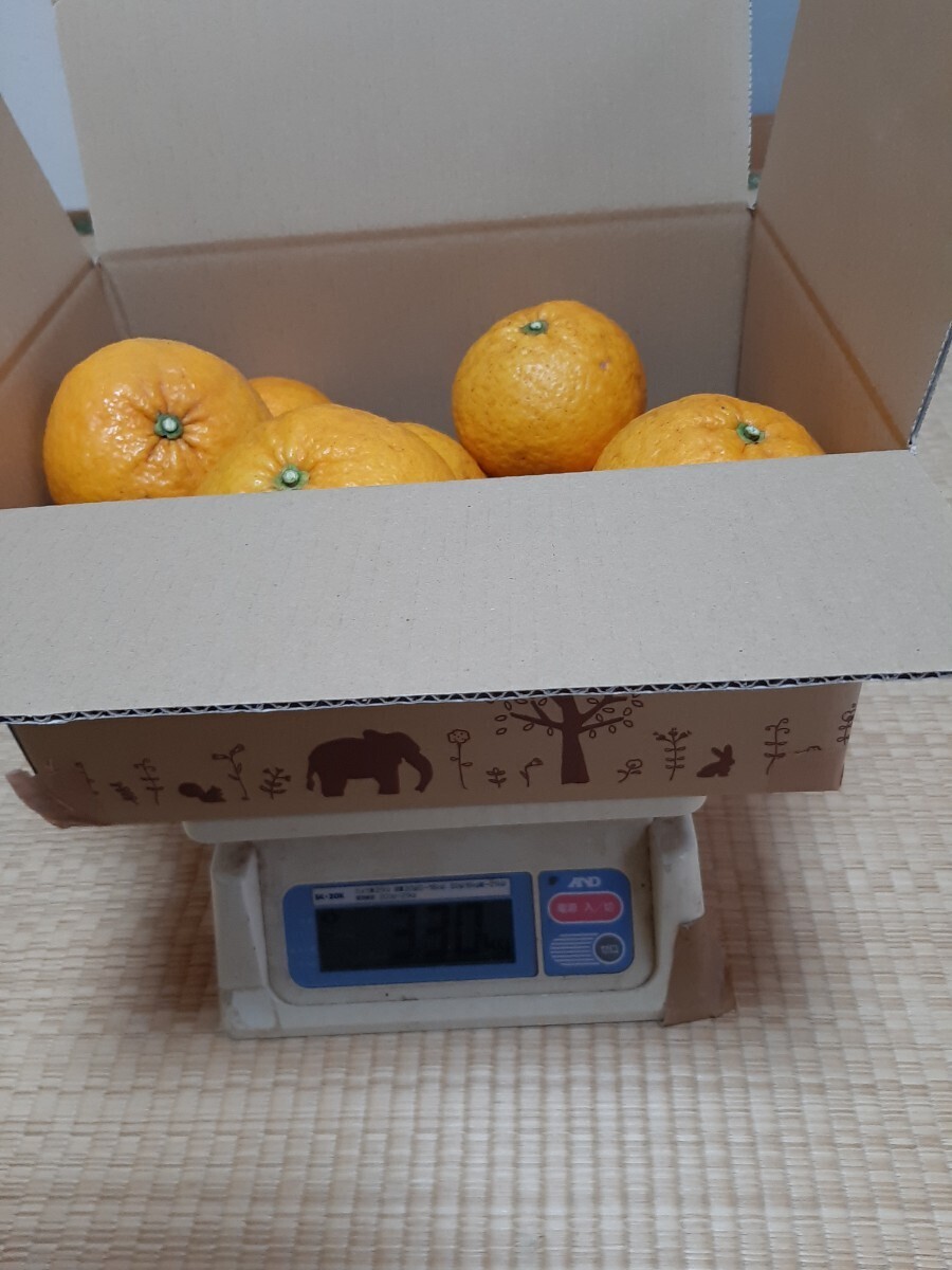 最後の１箱、幻の柑橘『サヌキエレガント』（スルガエレガントではありません）送料込み、愛媛産サイズ混合、栽培期間中農薬不使用3キロの画像2