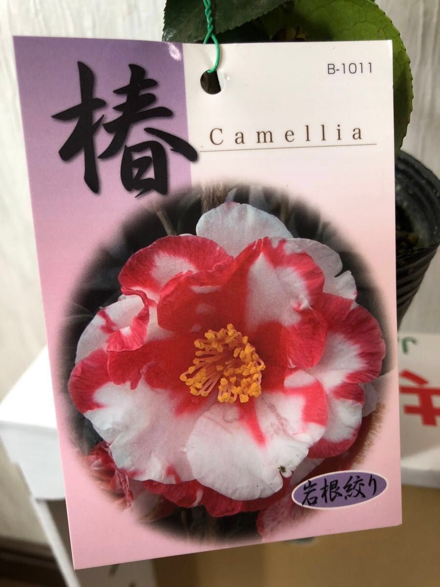 椿 (岩根絞り)　ツバキ Camellia japonica Tsubaki