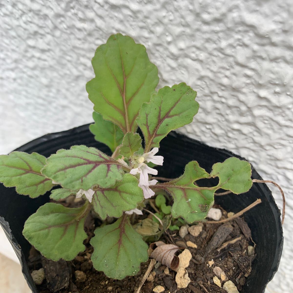  shiso tatsu Nami saw, fields and mountains grass, purple flower, leaf. .. change . clean.,. root . good increases, 2 ps go out. 