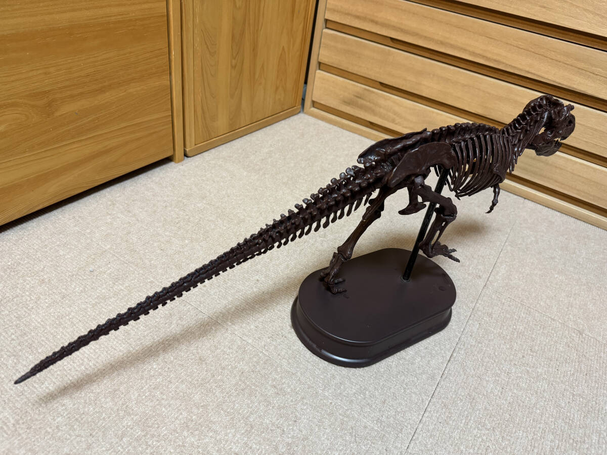 フェバリット Favorite ティラノサウルス スケルトンモデルの画像3