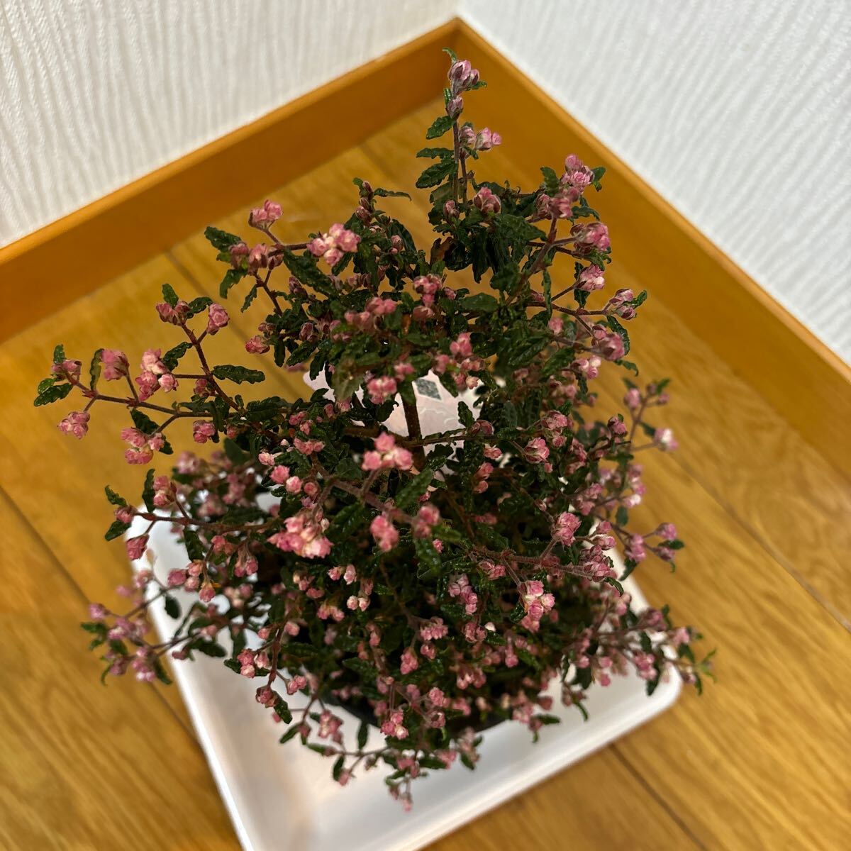 送料無料　植物　珍種　盆栽　鉢花　花　梅　天皇梅　てんのうばい　ヤマト便発送　A_画像3