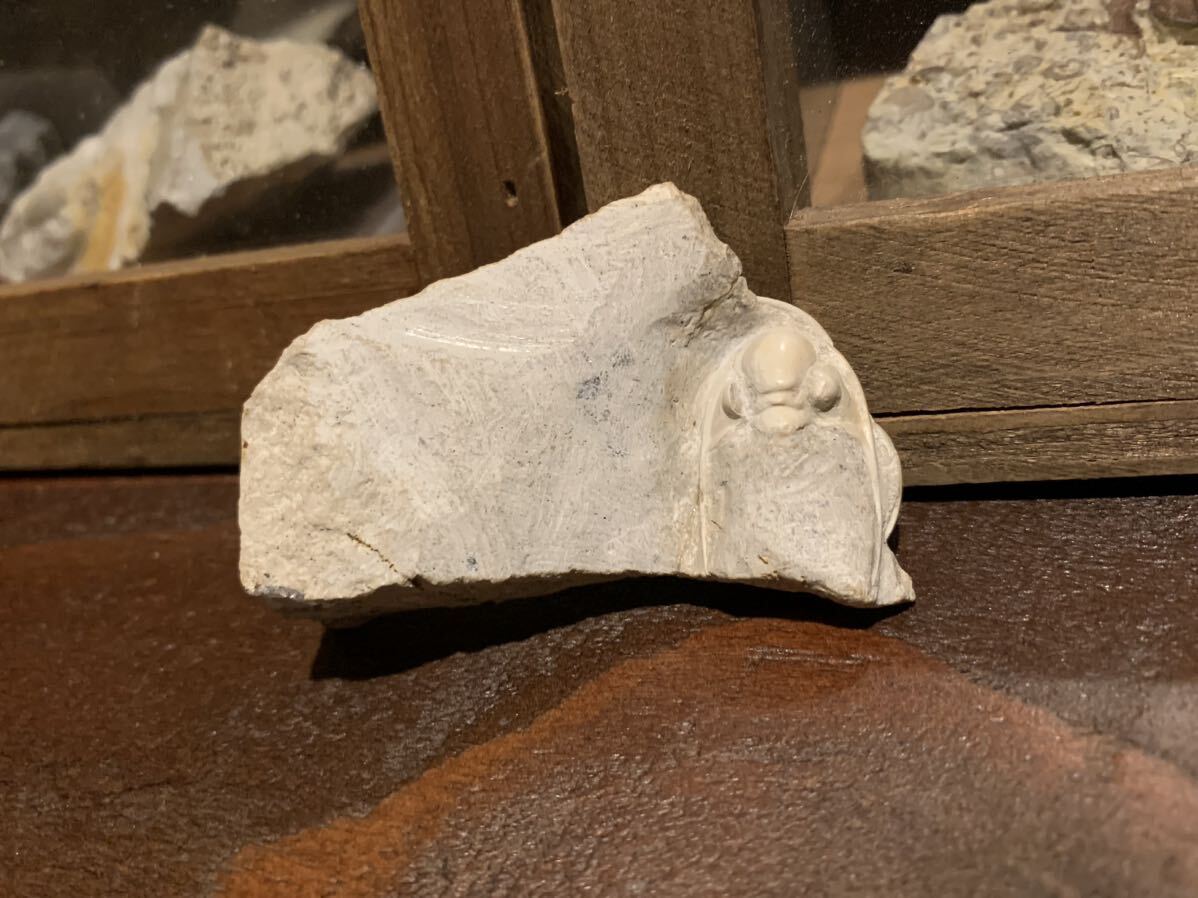 【希少種】【高額種】【2個体入り】【大型個体】Paladin ロシア産 三葉虫 化石の画像2