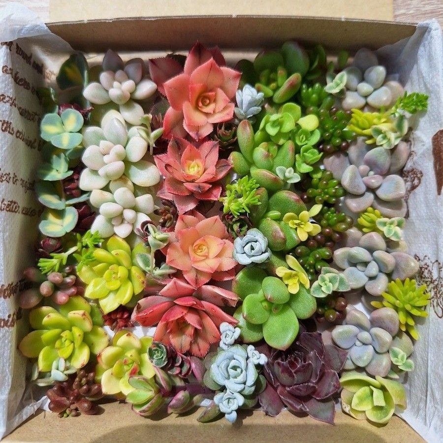 多肉植物寄せ植えセット|Yahoo!フリマ(旧PayPayフリマ) 多肉植物寄せ植えセット|Yahoo!フリマ(旧PayPayフリマ)