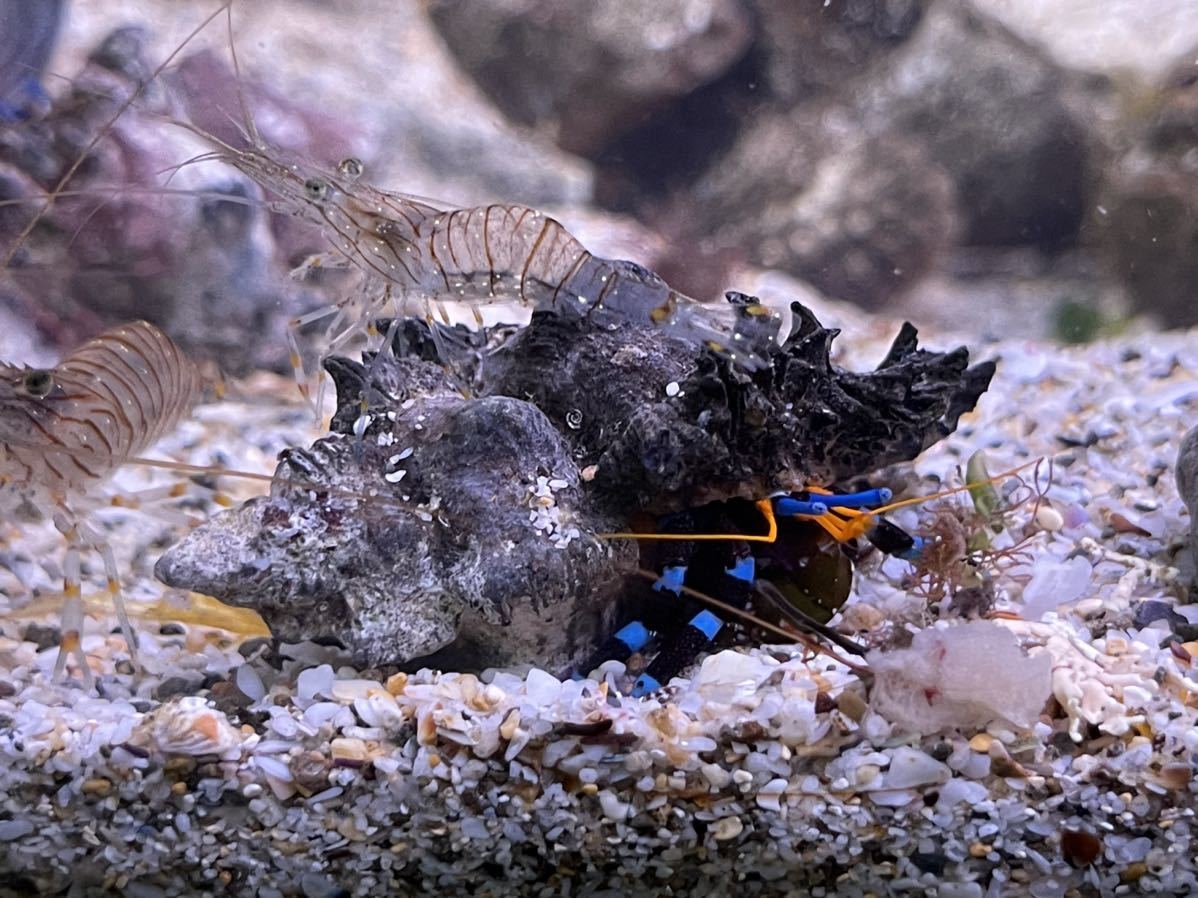 【ユビワサンゴヤドカリ5匹セット】３-４cm± 海水魚 貝殻 ガンゼキボラ ヤドカリ 貝 色鮮やかで目を引く可愛いヤドカリ達です_画像2