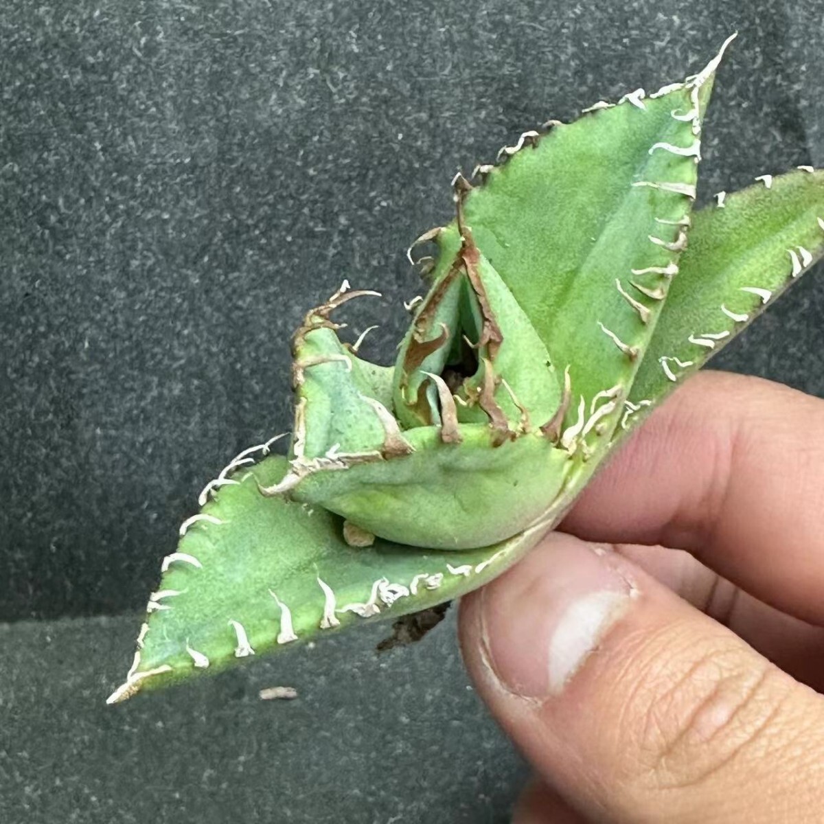 Y803 ガベ チタノタ 蟹 カニ 極美極上小株3株同梱Agave Titanota 優良血統 強鋸歯_画像2