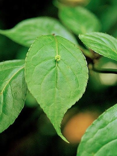 ハナイカダ 花筏 茶花植物一般