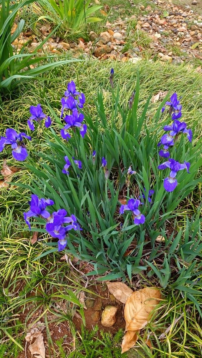 三寸 アヤメ  (100芽) 茶花