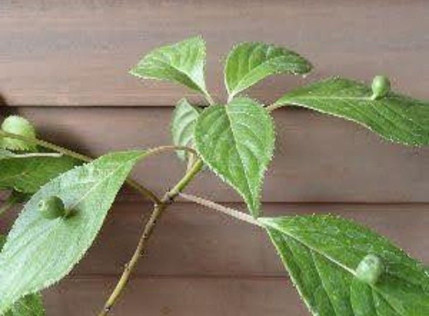 ハナイカダ 花筏 茶花植物一般