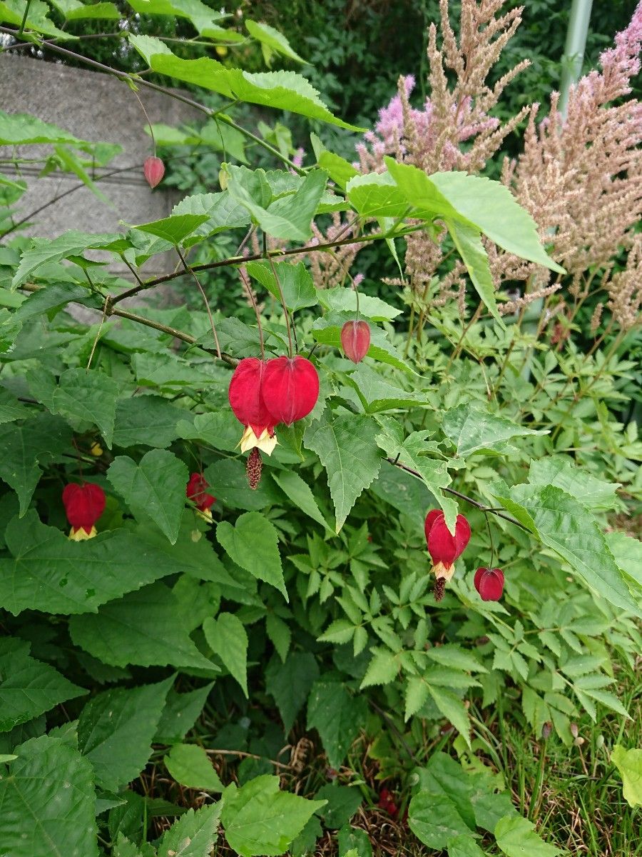 ウキツリボク  チロリアンランプ  アブチロン 茶花