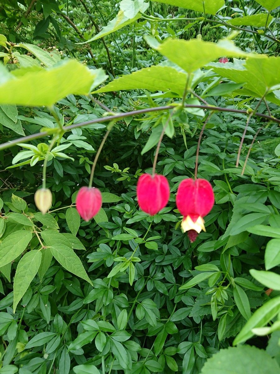 ウキツリボク  チロリアンランプ  アブチロン 茶花