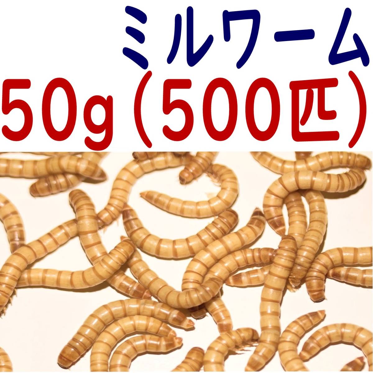 活 ミルワーム (生き餌)５０g + α_画像1