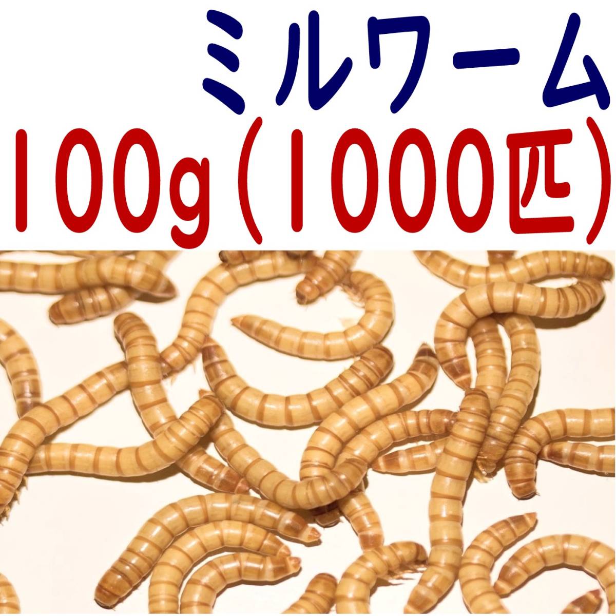 活 ミルワーム (生き餌)１００g + α _画像1