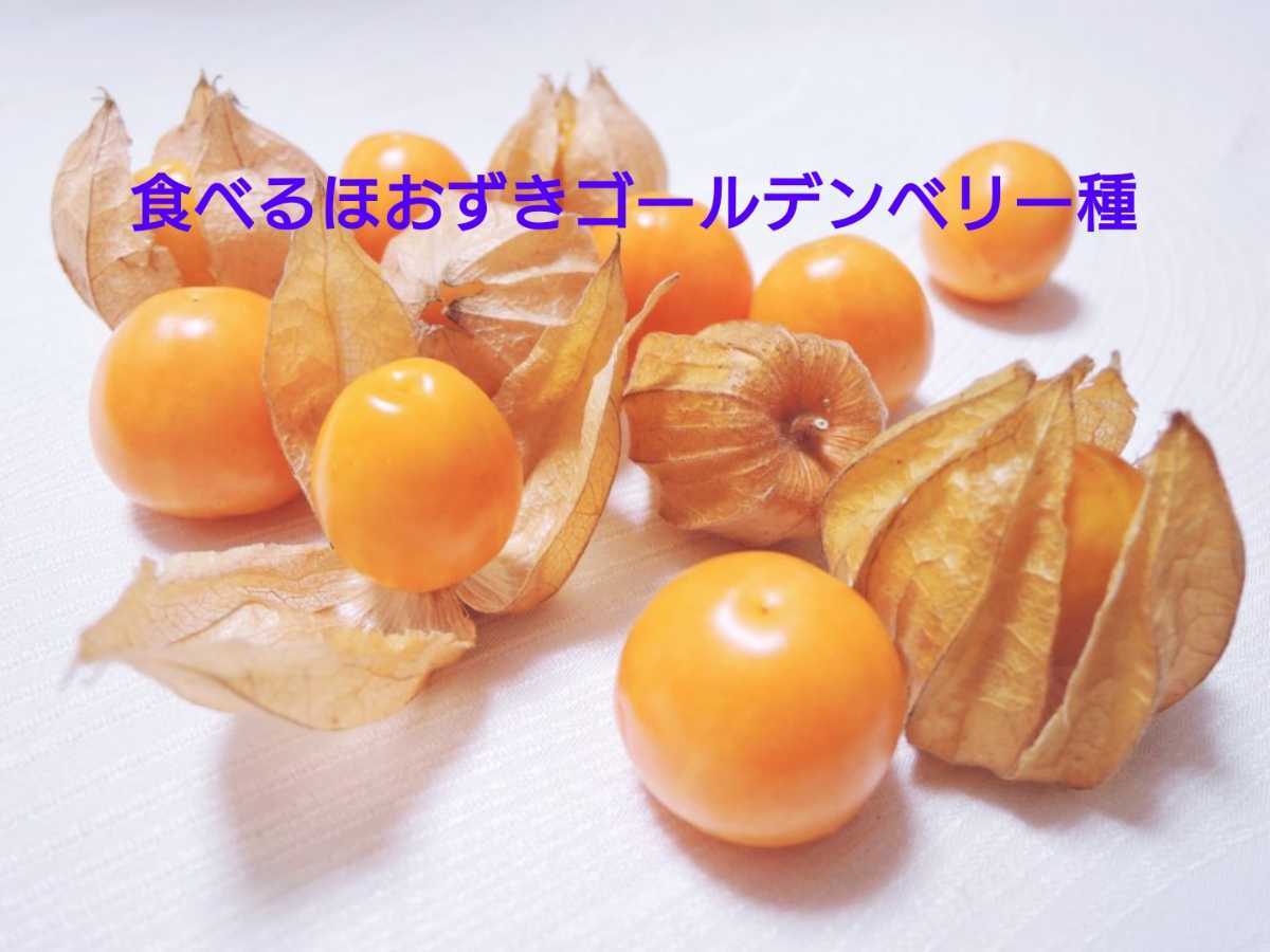 食用 ほおずき 種 100粒以上 郵パケットポスト 北海道 ゴールデンベリー_画像6