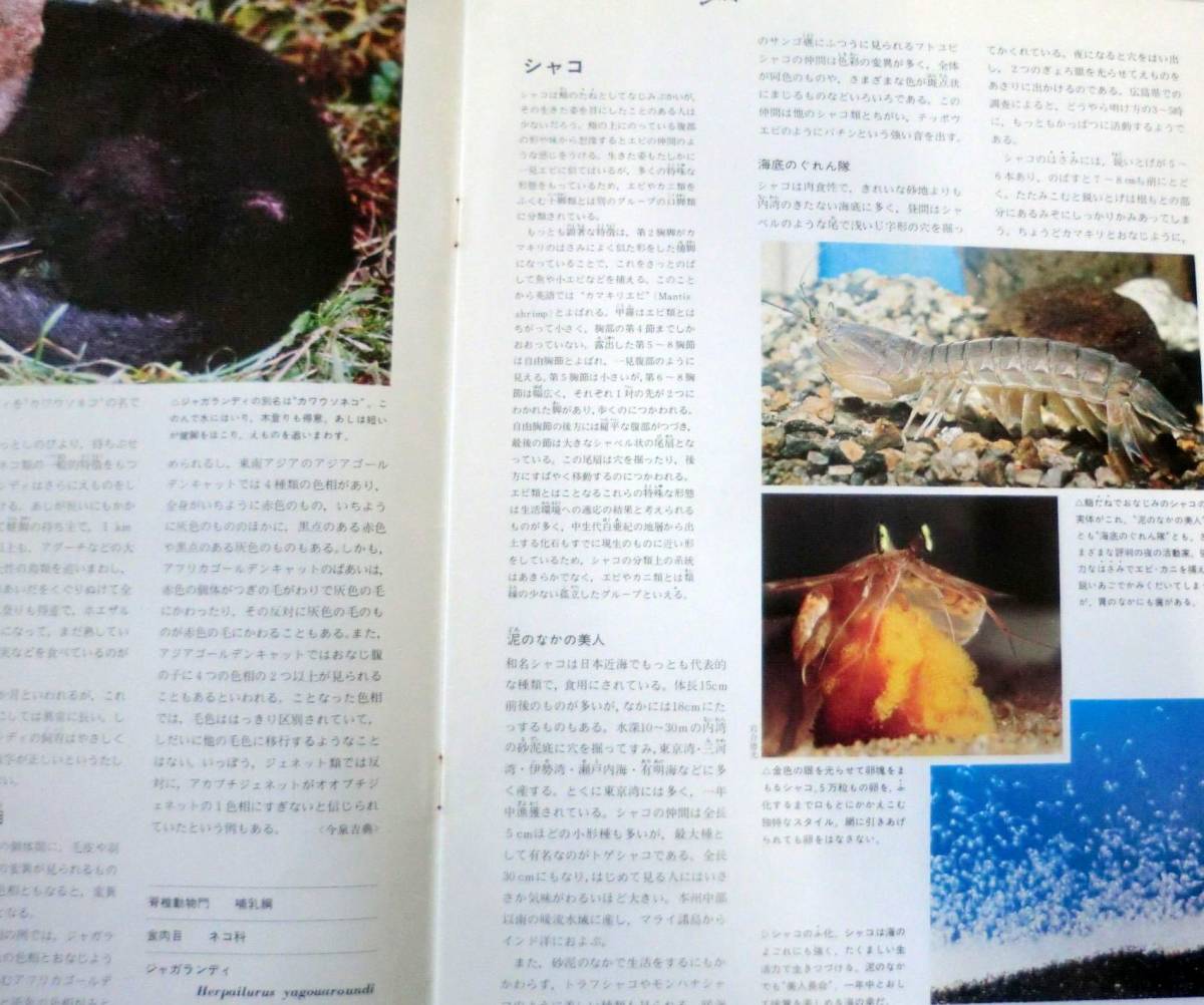 麝香アンテロープ