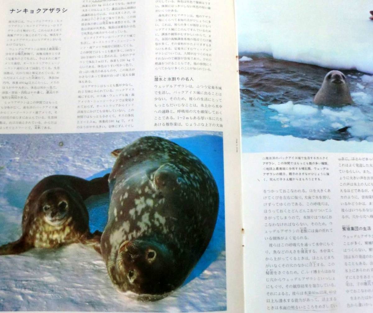 代購代標第一品牌 樂淘letao 古書 雑誌 S47年週刊アニマルライフ第96号 ヒレナガハギ ナメクジウオ ナメラ ナンキョクアザラシ ニアラ ニオガイ 代購代標第一品牌 樂淘letao 古書 雑誌 S47年週刊アニマルライフ第96号 ヒレナガハギ ナメクジウオ ナメラ ナンキョクアザラシ ニアラ ニオガイ