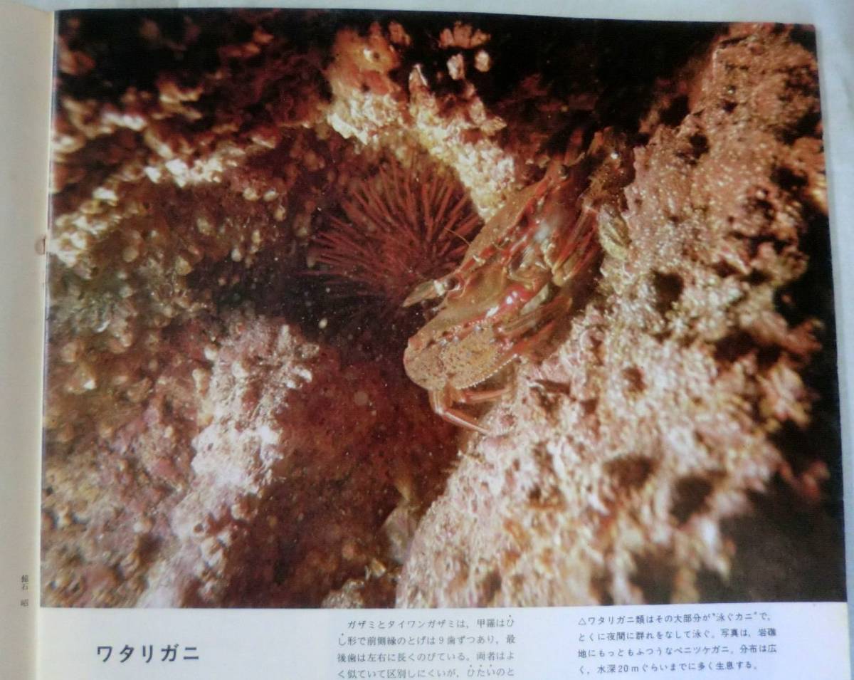 ヤフオク 古書 雑誌 S48年 週刊アニマルライフ第143号 ヤフオク 古書 雑誌 S48年 週刊アニマルライフ第143号