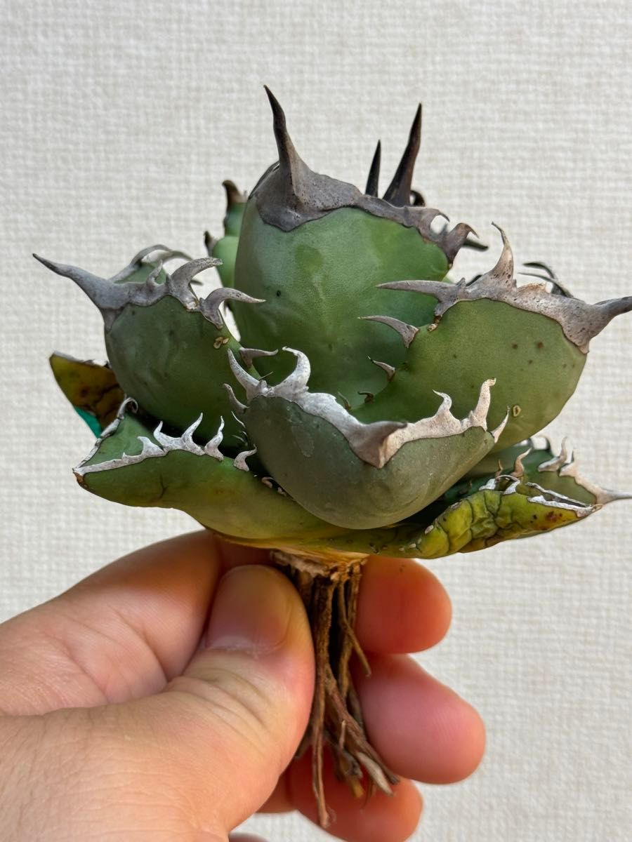 ①Agave titanota"阿修羅丸"  インドネシア株　アガベチタノタオテロイ阿修羅鳳凰 多肉植物