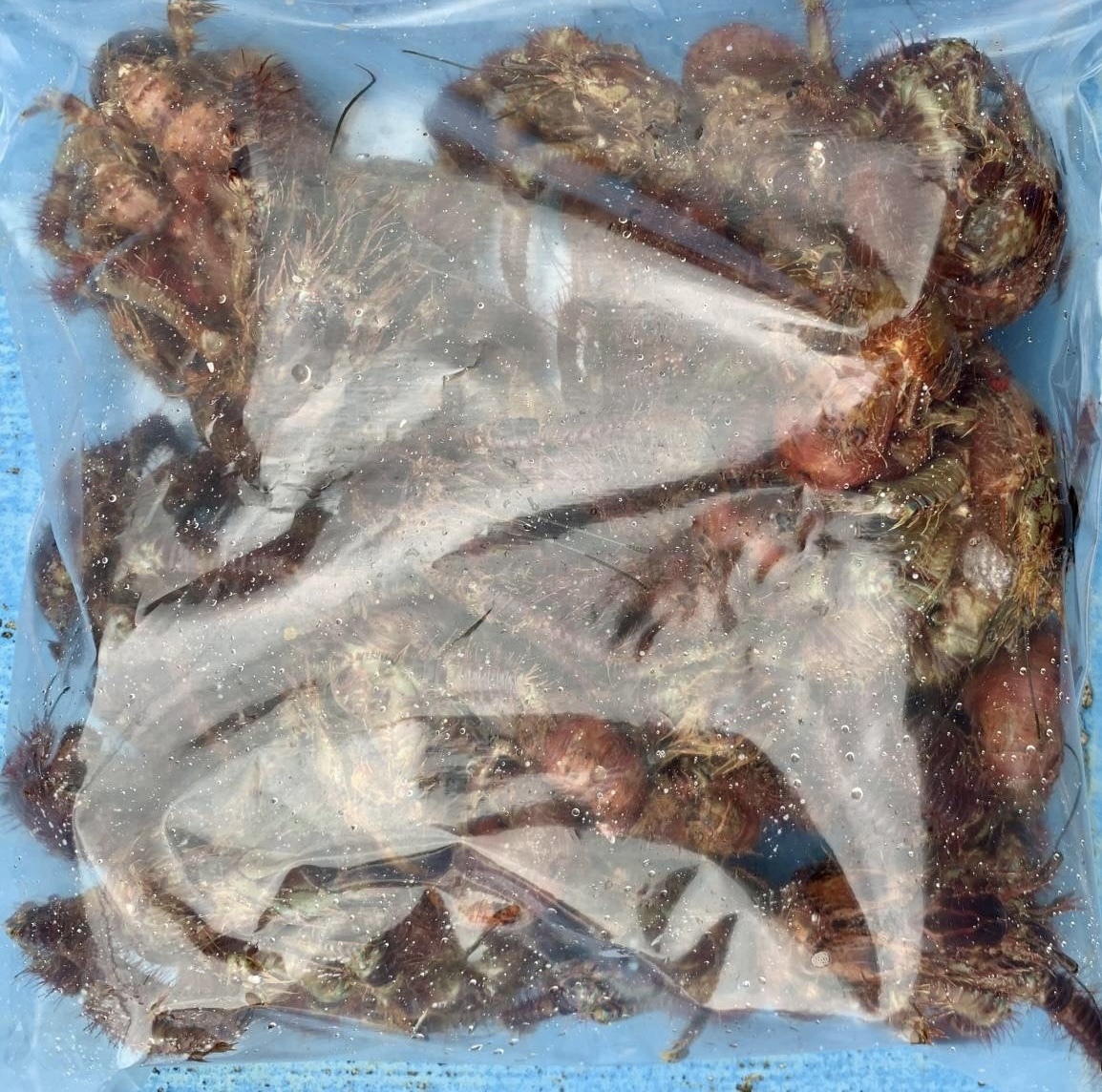 漁師直送 石鯛釣りの餌 冷凍オニヤドカリ30匹の画像4