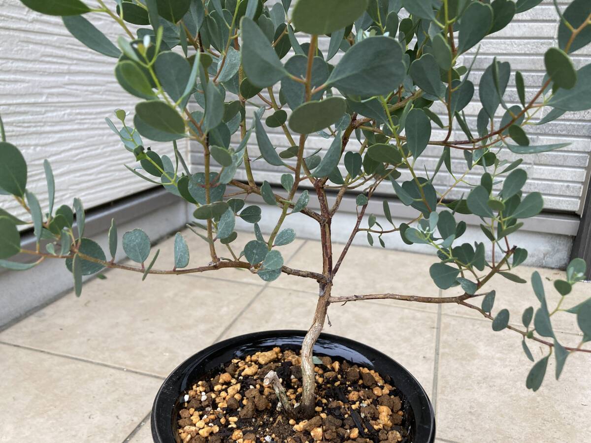 超レアなハート型葉っぱのユーカリ『ウェブステリアナEucalyptus websteriana』の苗 樹高は約５５㎝（鉢底から）の画像4