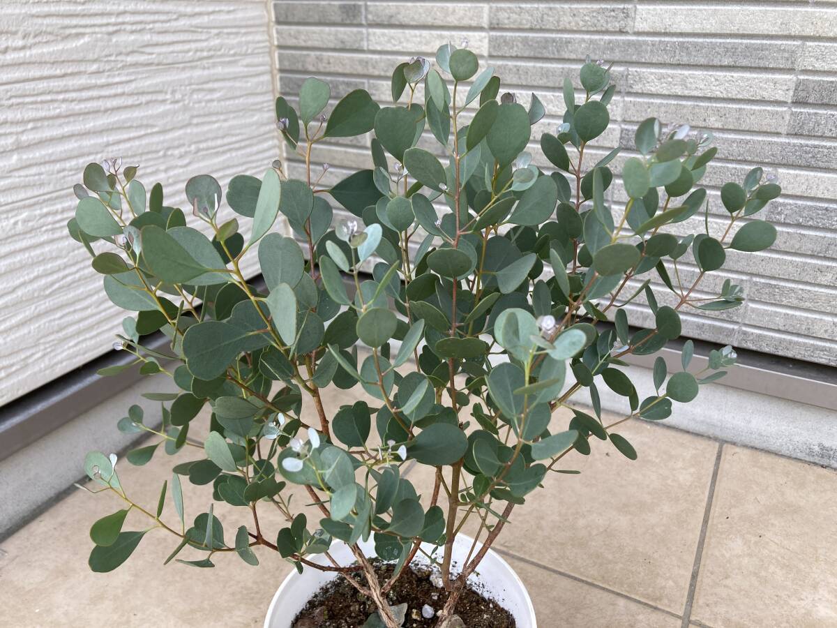 超レアなハート型葉っぱのユーカリ『ウェブステリアナEucalyptus websteriana』の苗 樹高は約５７㎝（鉢底から）_画像2