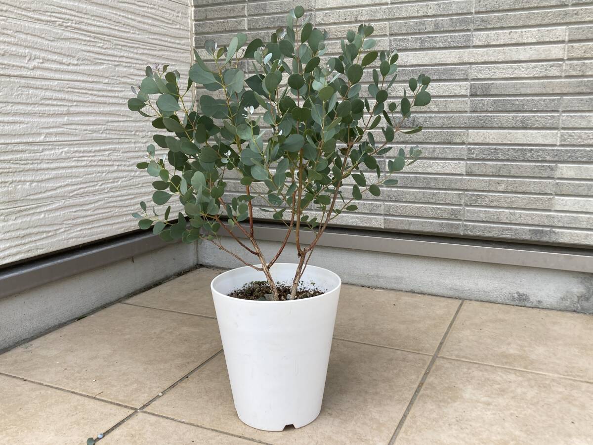 超レアなハート型葉っぱのユーカリ『ウェブステリアナEucalyptus websteriana』の苗 樹高は約５７㎝（鉢底から）_画像4