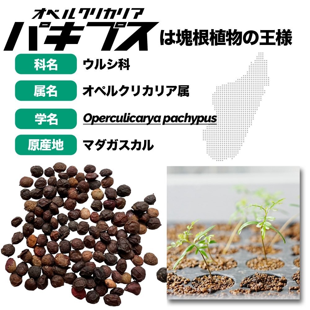 【種子】オペルクリカリア・パキプス 100粒 塊根植物 コーデックスの画像4