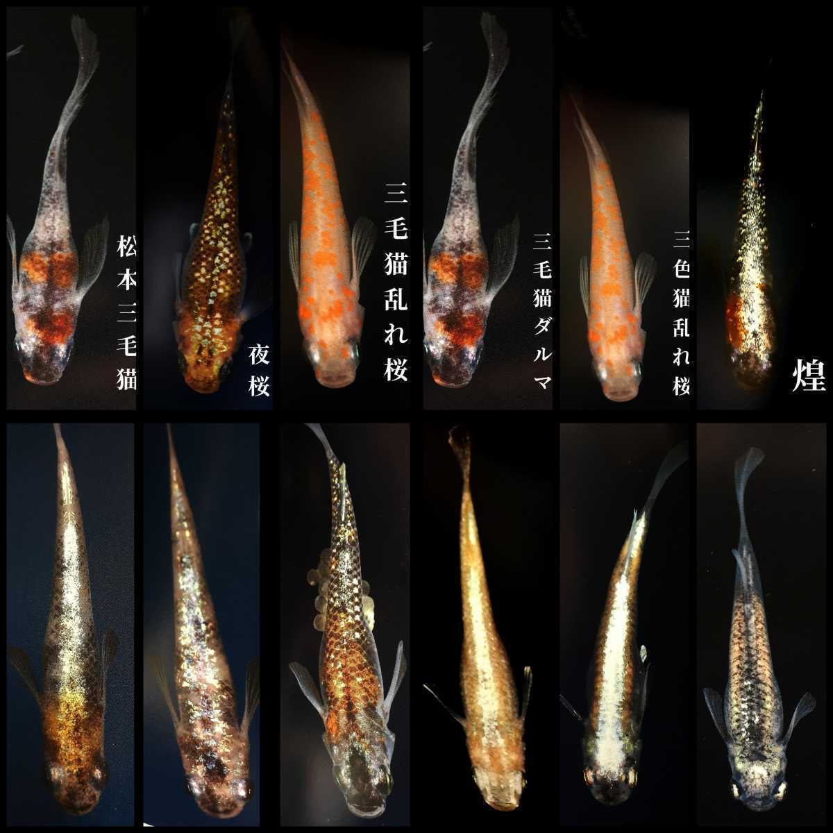 ミックスメダカの卵:120個+αの画像7