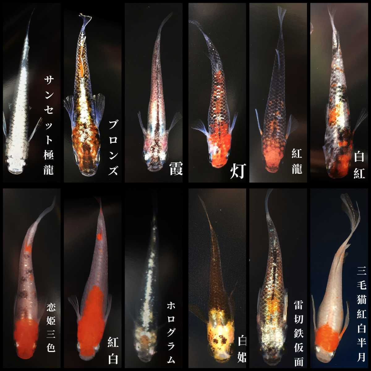 ミックスメダカの卵:120個+α　　　　　　　　_画像1