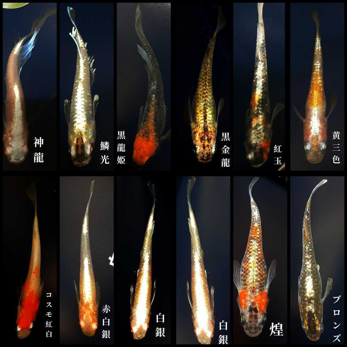 ミックスメダカの卵:120個+α     の画像4