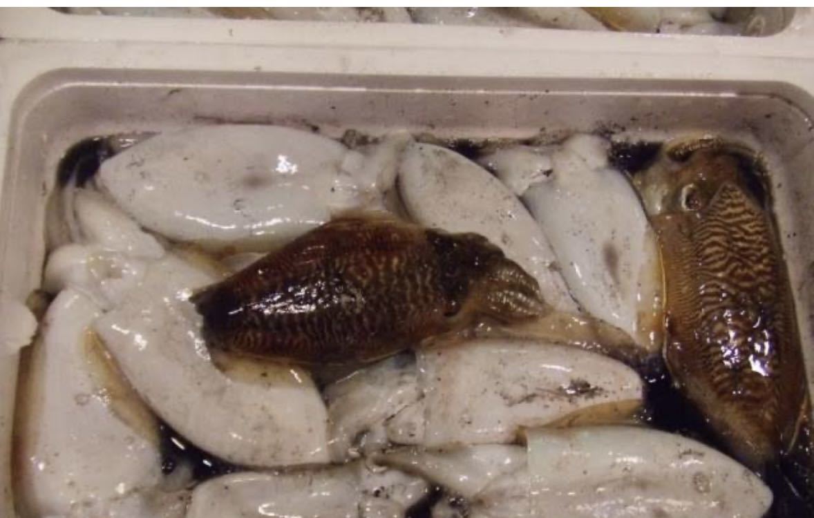 コウイカ マイカ 1キロ（追加購入可能）送料一律 鮮度抜群 愛媛県豊後水道産漁師直送 他鮮魚アリ！ 冷凍発送の画像1
