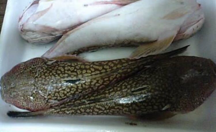 魚専科 ミシマオコゼ 1キロ（追加購入可能）送料一律 鮮度抜群 愛媛県豊後水道産漁師直送 他鮮魚アリ！ 冷凍発送の画像1