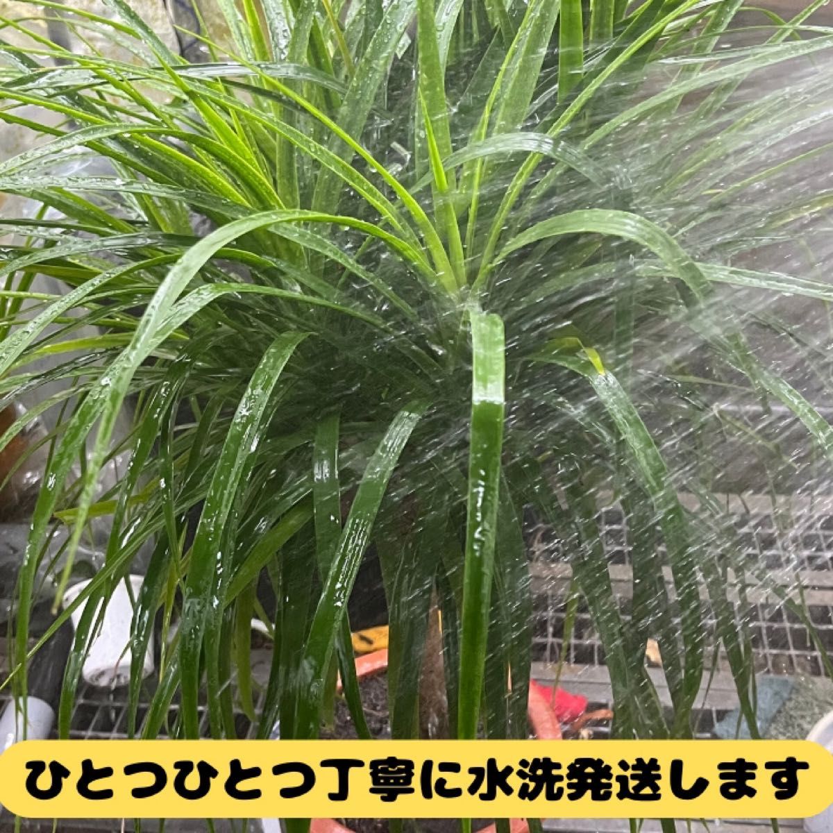 癒しの観葉植物、フィカス・ベンガレンシス、１１５センチ ⑧個性的な樹形が魅力