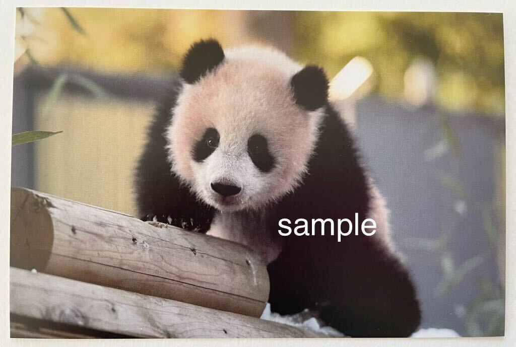 シャンシャン 貴重 受注終了 上野動物園公式写真ポストカード ① ジャイアントパンダの画像1