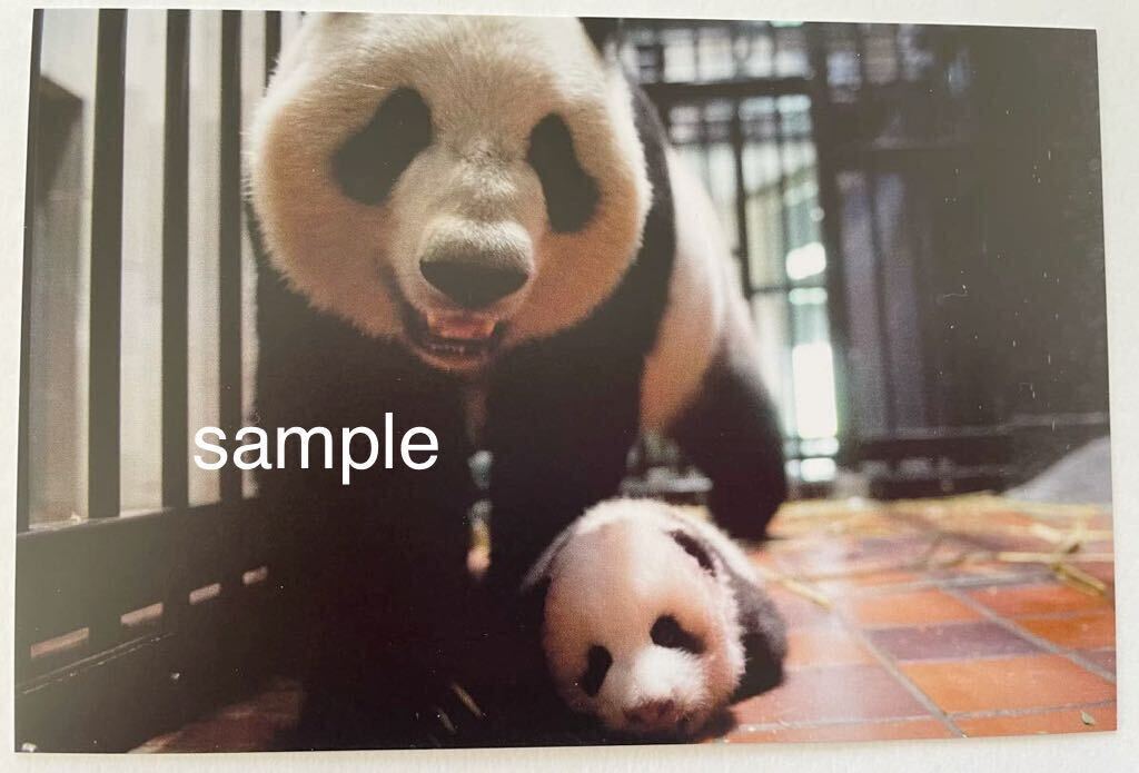 シャンシャン シンシン 貴重 受注終了 上野動物園公式写真ポストカード ① ジャイアントパンダの画像1