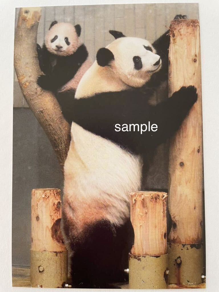 シャンシャン シンシン 貴重 受注終了 上野動物園公式写真ポストカード ② ジャイアントパンダの画像1