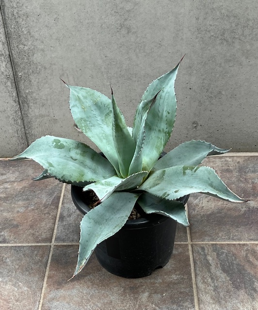 ◆アガベ オバティフォリア Agave Ovatifolia AOV-R ドライガーデン ロックガーデンの画像4